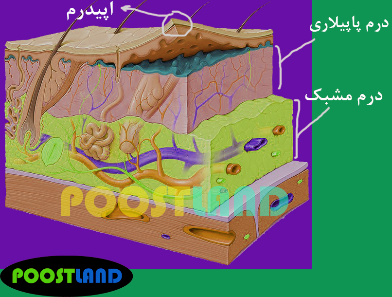 تفاوت درم مشبک با درم پاپیلاری