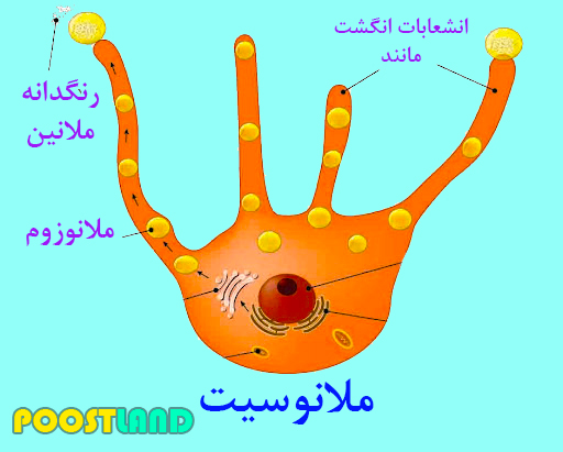 ساختار ملانوسیت