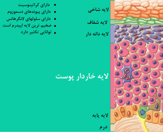 لایه اسپینوزوم (Stratum Spinosum) یا لایه خاردار