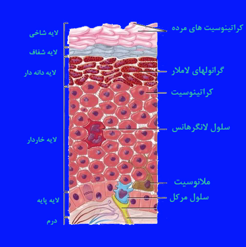 لایه دانه دار پوست یا لایه گرانولوزوم (Stratum Granulosum)