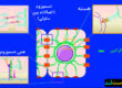 نقش کراتین پوست در اسکلت سلولی